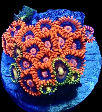 WYSIWYG Zoanthid Frag B4