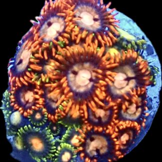 WYSIWYG B10 Zoanthid Frag