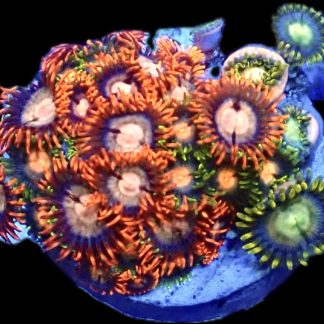 WYSIWYG  Zoanthid Frag B11