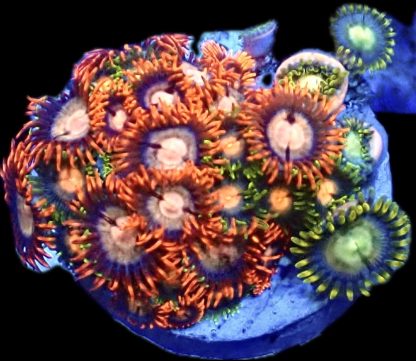 WYSIWYG  Zoanthid Frag B11