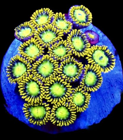 Radioactive Dragon Eyes  Zoanthid (5+ Polyps)