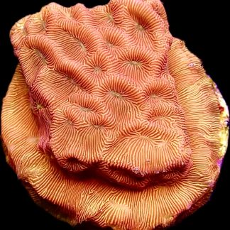 WYSIWYG 8A 24K Gold Leptoseris Frag