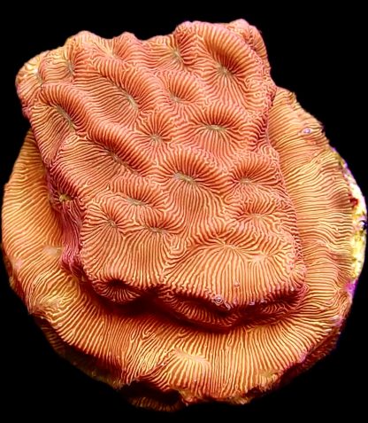 WYSIWYG 8A 24K Gold Leptoseris Frag