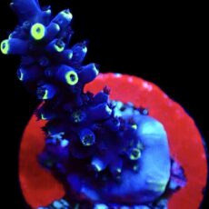 WYSIWYG 19C Yellow Tipped Blue Staghorn Acropora Frag