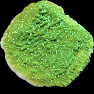 WYSIWYG 14B Pink Rim Emerald Plating Montipora Frag