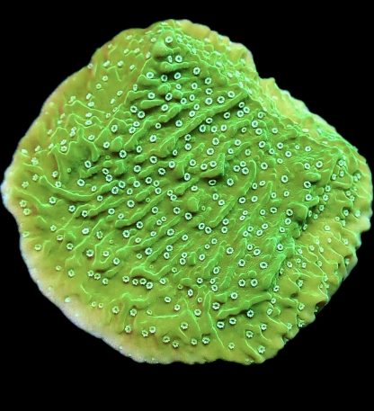 WYSIWYG 14B Pink Rim Emerald Plating Montipora Frag