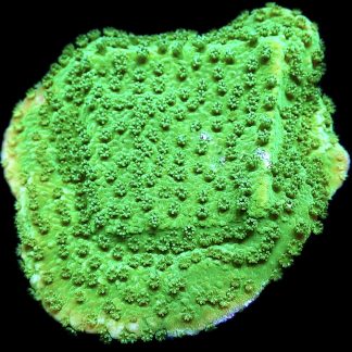 WYSIWYG 10F Bright Green Goblin Montipora Frag