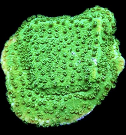 WYSIWYG 10F Bright Green Goblin Montipora Frag