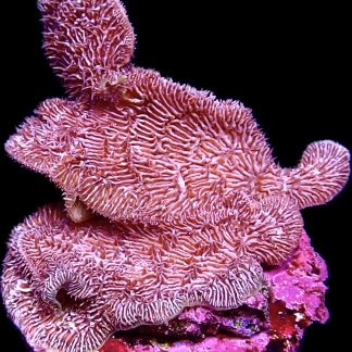 WYSIWYG 10H Purple Pavona Frag