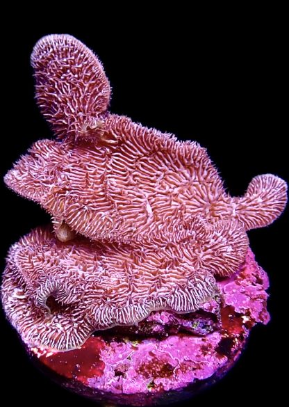 WYSIWYG 10H Purple Pavona Frag