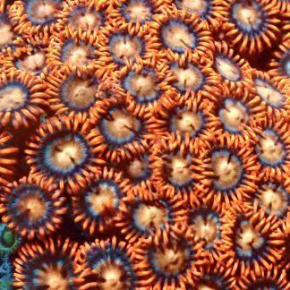 Eye Of The Tiger Zoanthid Frag 10+ Polyps