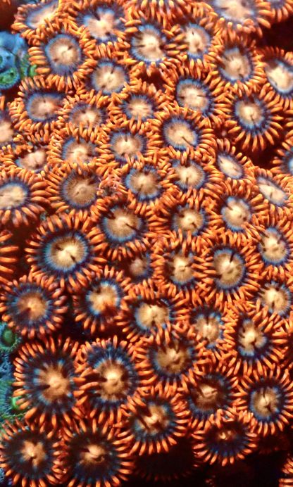 Eye Of The Tiger Zoanthid Frag 10+ Polyps