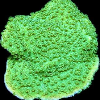 WYSIWYG 8H Bright Green Goblin Montipora Frag Large