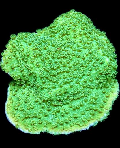 WYSIWYG 8H Bright Green Goblin Montipora Frag Large