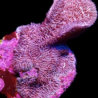 WYSIWYG 8B Purple Scrolling Pavona Frag