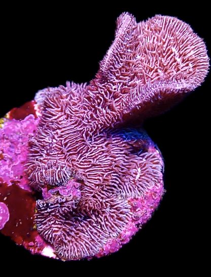 WYSIWYG 8B Purple Scrolling Pavona Frag