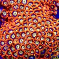 Eye Of The Tiger Zoanthid Frag 12+ Polyps
