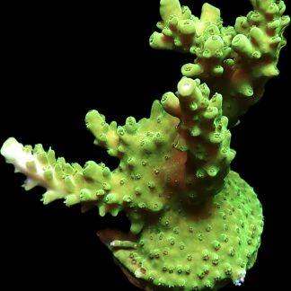 WYSIWYG 16G Green Slimer Acropora Frag Large