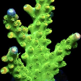 WYSIWYG 17G Rainbow Loom Acropora Frag