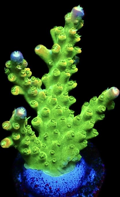 WYSIWYG 17G Rainbow Loom Acropora Frag
