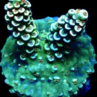 WYSIWYG 20H Oceana Dreams Tenius Frag