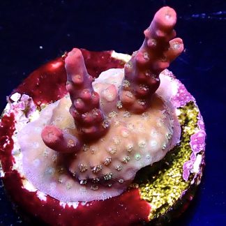 WYSIWYG 9G Barbie Blush Acropora Frag