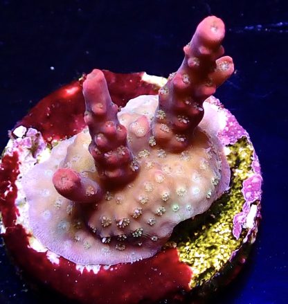 WYSIWYG 9G Barbie Blush Acropora Frag