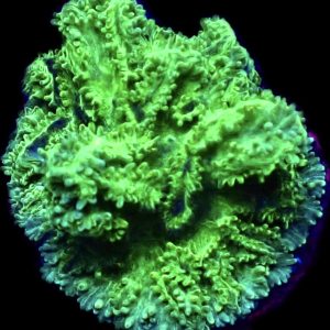 WYSIWG T2 Super Green Hydnophora Frag