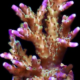 WYSIWYG 21A Pearlberry Acropora Frag Extra Large