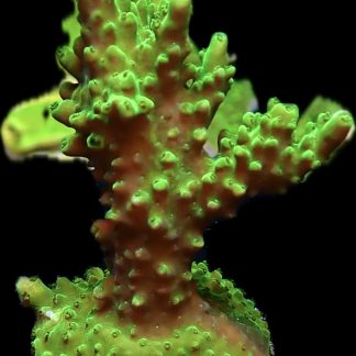 WYSIWYG 22i Green Slimer Acropora Frag Extra Large
