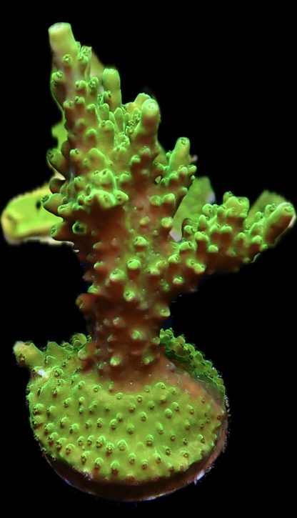 WYSIWYG 22i Green Slimer Acropora Frag Extra Large