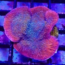 Tropical Punch Plating Montipora Frag