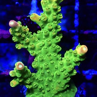 WYSIWYG 17G Rainbow Loom Acropora Frag