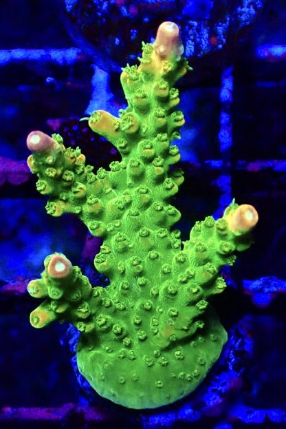 WYSIWYG 17G Rainbow Loom Acropora Frag