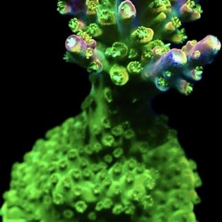 WYSIWYG 21G Rainbow Loom Acropora Frag Large