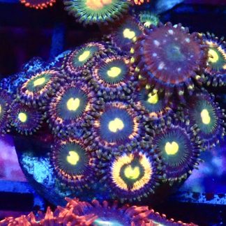 WYSIWYG B10 Zoanthid Frag