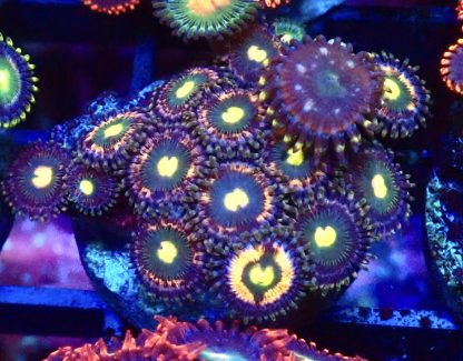 WYSIWYG B10 Zoanthid Frag
