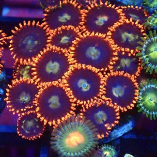 WYSIWYG  Zoanthid Frag B11
