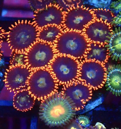 WYSIWYG  Zoanthid Frag B11