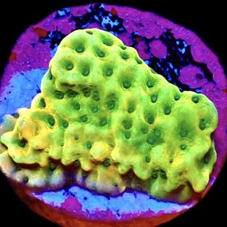 WYSIWYG 8D Kung Pao Montipora Frag