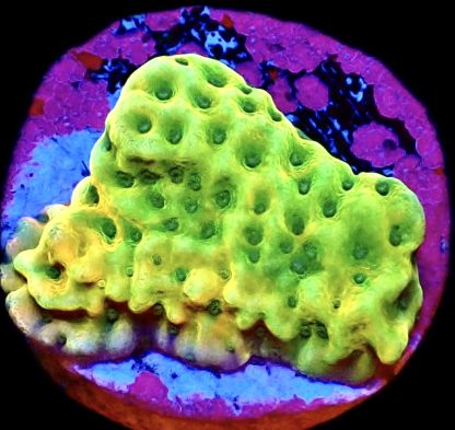 WYSIWYG 8D Kung Pao Montipora Frag