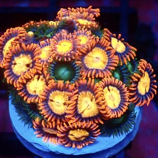 WYSIWYG  Zoanthid Frag B46