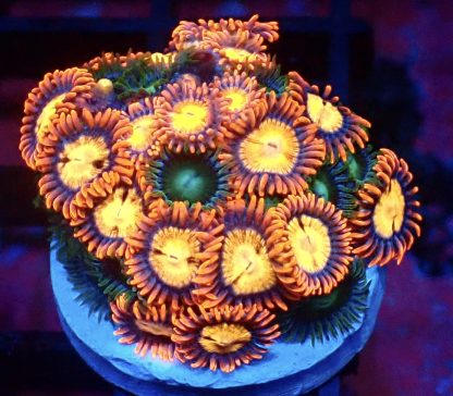 WYSIWYG  Zoanthid Frag B46