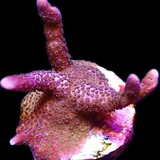 Bali Purple Montipora Digitata Frag