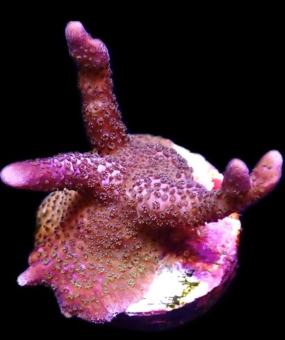 WYSIWYG 18J Bali Purple Montipora Digitata Frag
