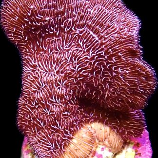 WYSIWYG 14C Purple Pavona Frag Large