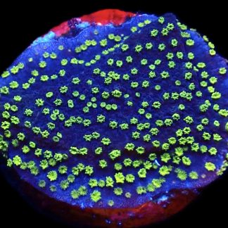 WYSIWYG 19J Green Eyed Monster Montipora Frag