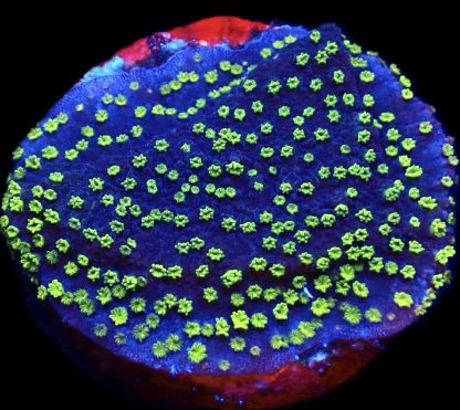 WYSIWYG 19J Green Eyed Monster Montipora Frag