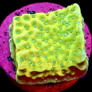 WYSIWYG 22C Kung Pao Montipora Frag