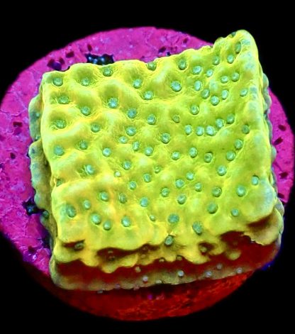 WYSIWYG 22C Kung Pao Montipora Frag
